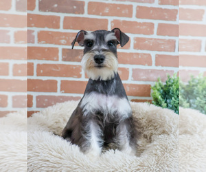 Schnauzer (Miniature) Puppy for sale in SYRACUSE, IN, USA