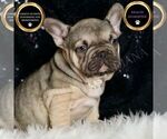 Puppy Almond AKC French Bulldog