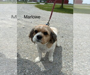 Shih Tzu Dogs for adoption in Studio City, CA, USA