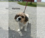 Small Shih Tzu