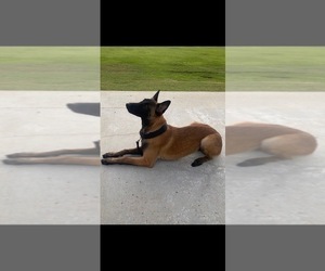Mother of the Belgian Malinois puppies born on 04/26/2023