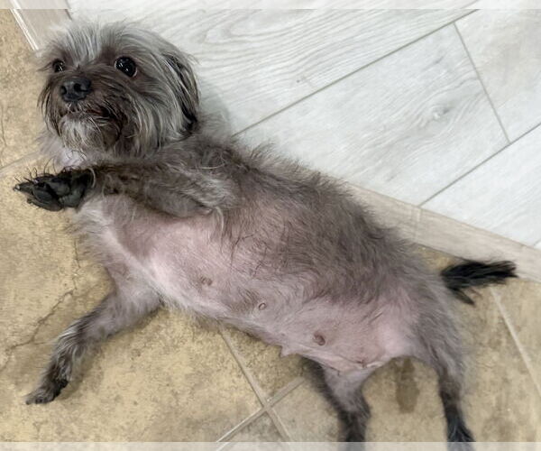 Medium Photo #5 Poodle (Miniature)-Unknown Mix Puppy For Sale in Corona, CA, USA