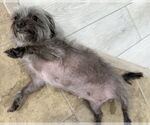 Small #4 Poodle (Miniature) Mix