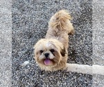 Small Photo #1 Zuchon Puppy For Sale in MOUNT PLEASANT, MI, USA