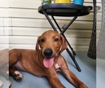 Puppy Big Blue Rhodesian Ridgeback