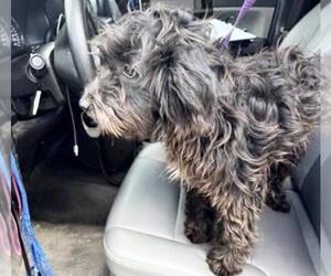 Miniature Schnauzer-Unknown Mix Dogs for adoption in Houston, TX, USA