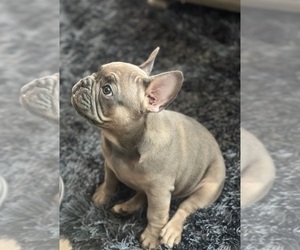 French Bulldog Puppy for sale in PALMDALE, CA, USA