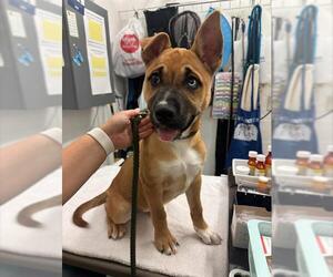 Mutt Dogs for adoption in Alameda, CA, USA