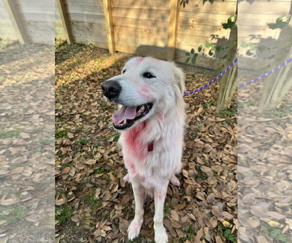 Medium Photo #3 Great Pyrenees Puppy For Sale in Spring, TX, USA