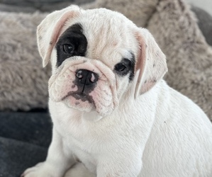 English Bulldog Puppy for Sale in PLANT CITY, Florida USA