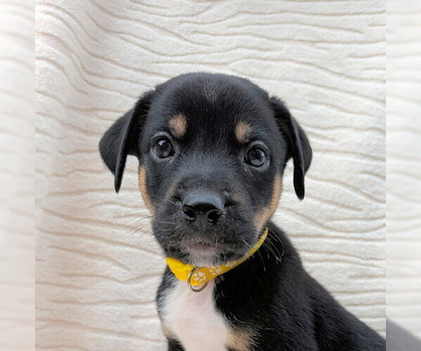 Medium Photo #1 Aussie Siberian Puppy For Sale in Omaha, NE, USA