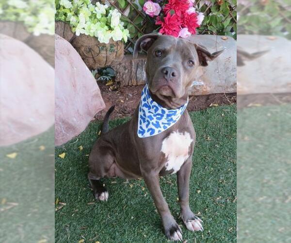 Medium Photo #1 Staffordshire Bull Terrier-Unknown Mix Puppy For Sale in Oklahoma City, OK, USA