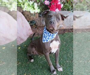 Staffordshire Bull Terrier-Unknown Mix Dogs for adoption in Oklahoma City, OK, USA