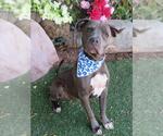 Small Staffordshire Bull Terrier Mix