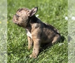 Small #6 Faux Frenchbo Bulldog