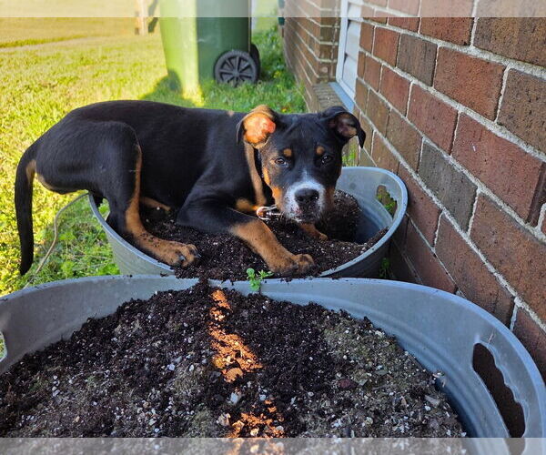 Medium Photo #3 American Pit Bull Terrier-Unknown Mix Puppy For Sale in Wilmington, NC, USA