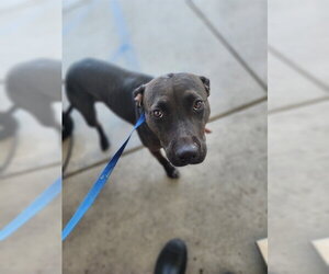 Mutt Dogs for adoption in Bakersfield, CA, USA