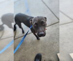 Small Mutt