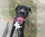 Small #1 American Pit Bull Terrier-Labrador Retriever Mix