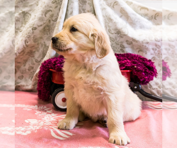 Medium Photo #2 Golden Retriever Puppy For Sale in WAKARUSA, IN, USA