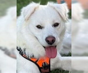 Cocker Spaniel-Huskies Mix Dogs for adoption in Lake Forest, CA, USA