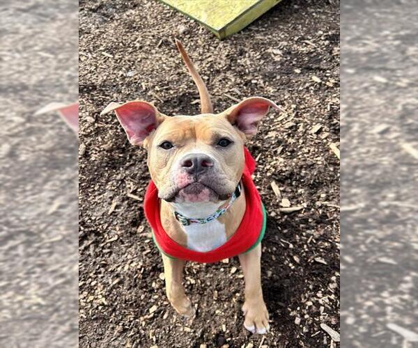 Medium Photo #1 Mutt Puppy For Sale in Waterford, VA, USA