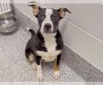 Small #1 American Pit Bull Terrier