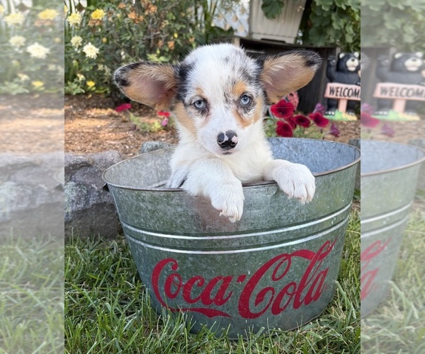 Medium Photo #1 Pembroke Welsh Corgi Puppy For Sale in MIDDLEBURY, IN, USA