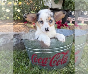 Pembroke Welsh Corgi Puppy for sale in MIDDLEBURY, IN, USA