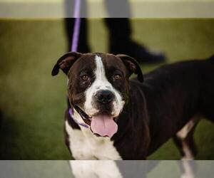 American Pit Bull Terrier Dogs for adoption in Orlando, FL, USA
