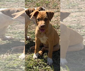 Ray Allen - Male Mutt Dog for Adoption - Photo #4