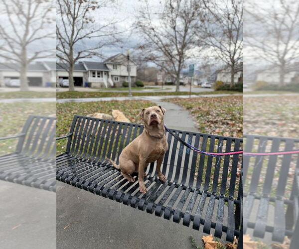 Medium Photo #2 Unknown-Weimaraner Mix Puppy For Sale in Salt Lake City, UT, USA