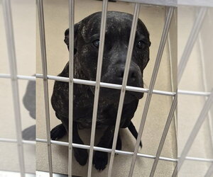 Mutt Dogs for adoption in Decatur, IL, USA