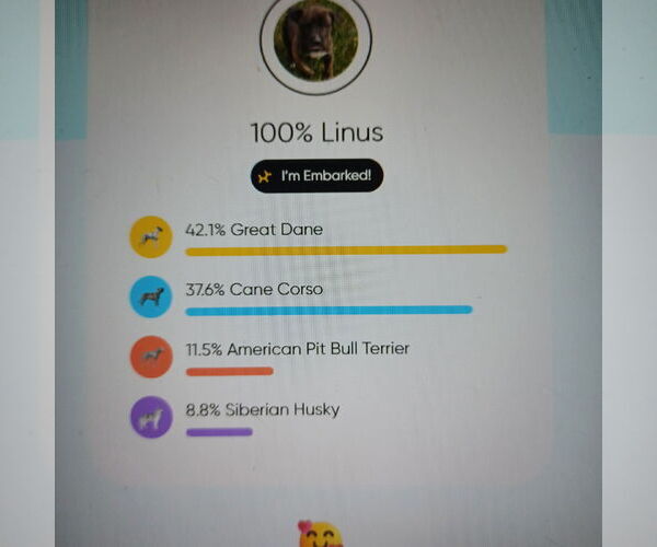 Medium Photo #11 Great Dane-Unknown Mix Puppy For Sale in Huntersville, NC, USA