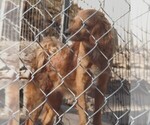 Small Photo #1 Cavapoo Puppy For Sale in RATTAN, OK, USA