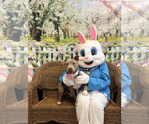 American Pit Bull Terrier-Unknown Mix Dogs for adoption in Rockaway, NJ, USA