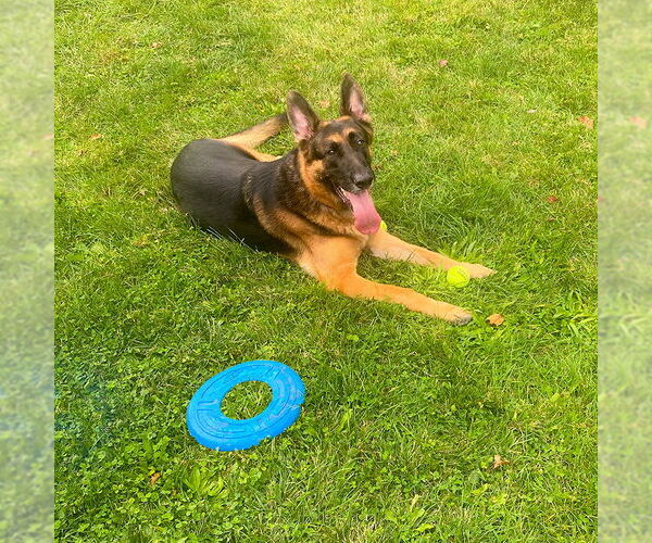 Medium Photo #1 German Shepherd Dog Puppy For Sale in Millburn, NJ, USA