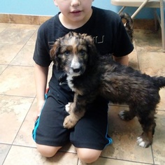 Bernedoodle Puppy for sale in ARVADA, CO, USA