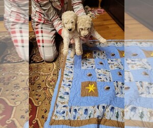 Goldendoodle-Poodle (Standard) Mix Puppy for sale in HICKORY, NC, USA