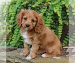 Small #3 Cavapoo (Miniature)