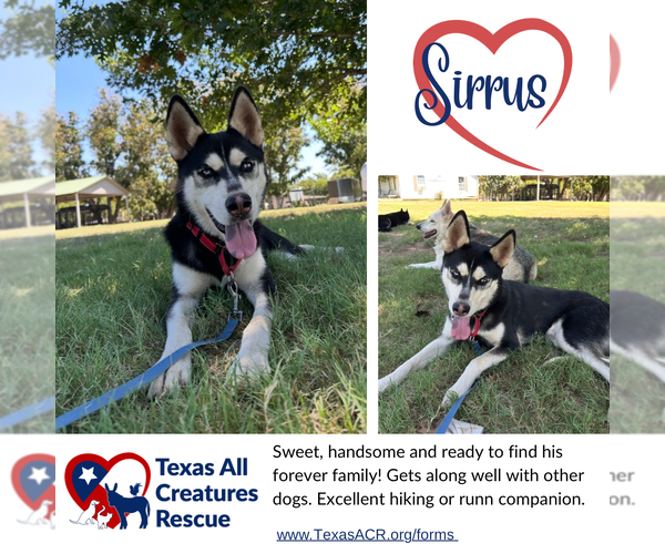 Medium Photo #1 Siberian Husky-Unknown Mix Puppy For Sale in Lillian, TX, USA