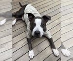 Small Photo #3 American Pit Bull Terrier-Staffordshire Bull Terrier Mix Puppy For Sale in Brewster, NY, USA