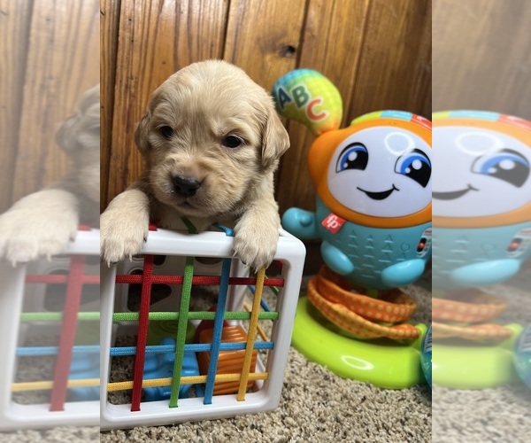 Medium Photo #9 Golden Retriever Puppy For Sale in NEOLA, WV, USA