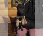 Small #2 German Shepherd Dog