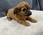 Small Photo #13 Chiweenie Puppy For Sale in SAINT AUGUSTINE, FL, USA