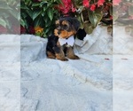 Small #4 Yorkshire Terrier