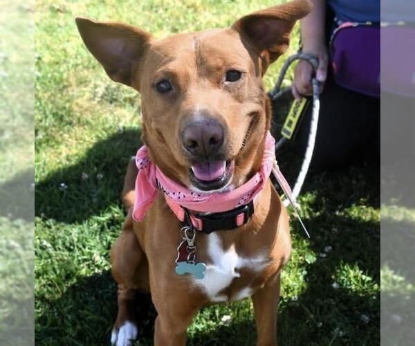 Medium Photo #12 Labrador Retriever-Unknown Mix Puppy For Sale in San Diego, CA, USA
