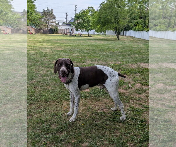 Medium Photo #1 German Shorthaired Pointer Puppy For Sale in Cliffwood, NJ, USA