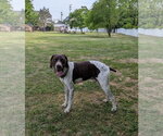 Small German Shorthaired Pointer