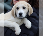Small Great Pyrenees Mix